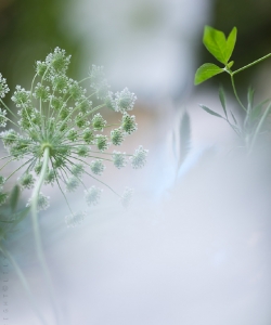 <b>綠色植物壁紙</b>