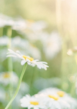 <b>高清植物壁紙</b>