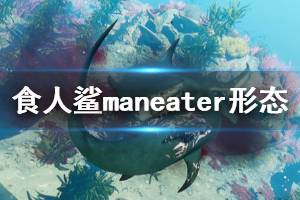 《食人鯊》Maneater形態(tài)有哪些？鯊魚形態(tài)與實(shí)戰(zhàn)演示視頻